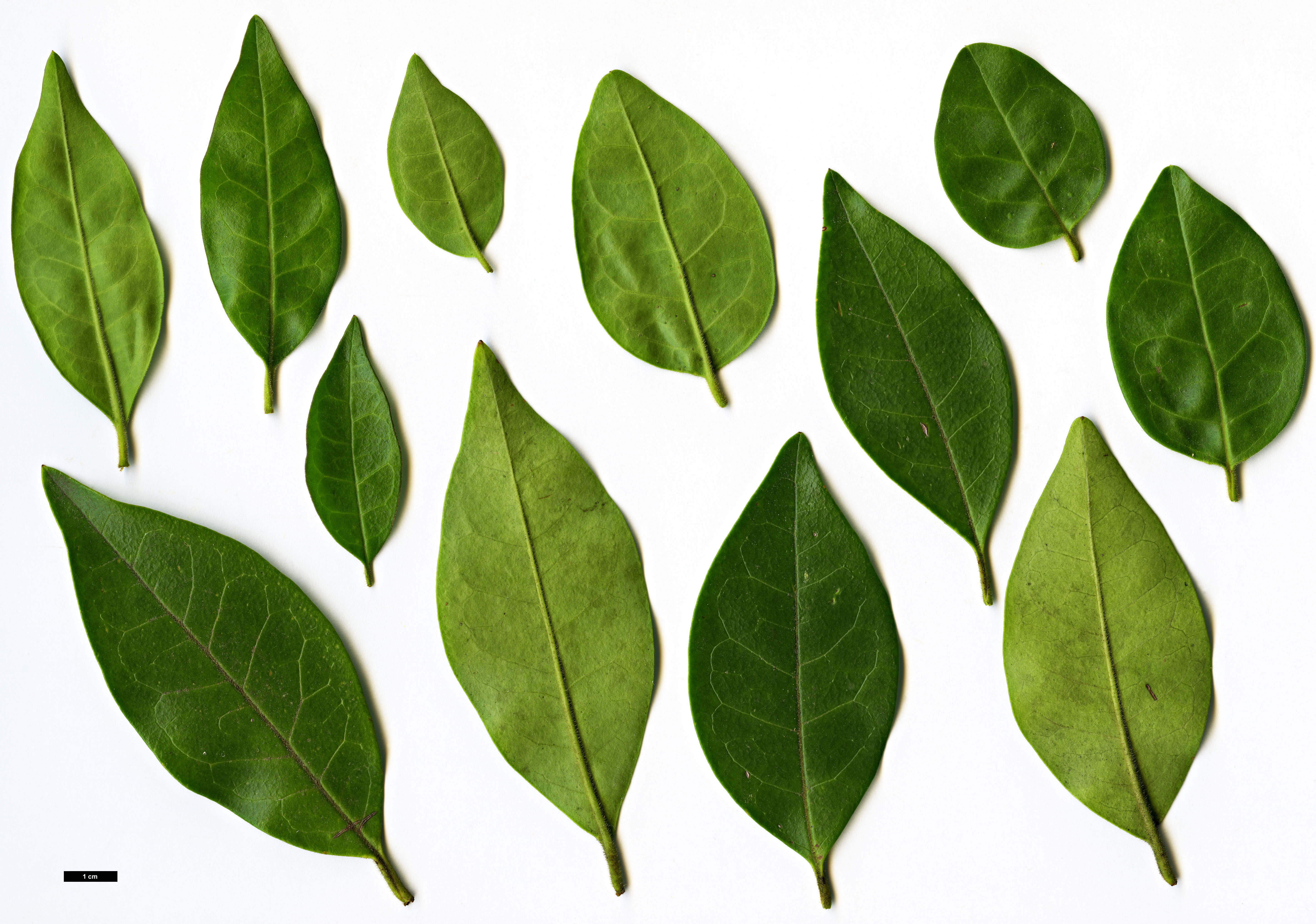 High resolution image: Family: Oleaceae - Genus: Ligustrum - Taxon: sinense - SpeciesSub: var. myrianthum